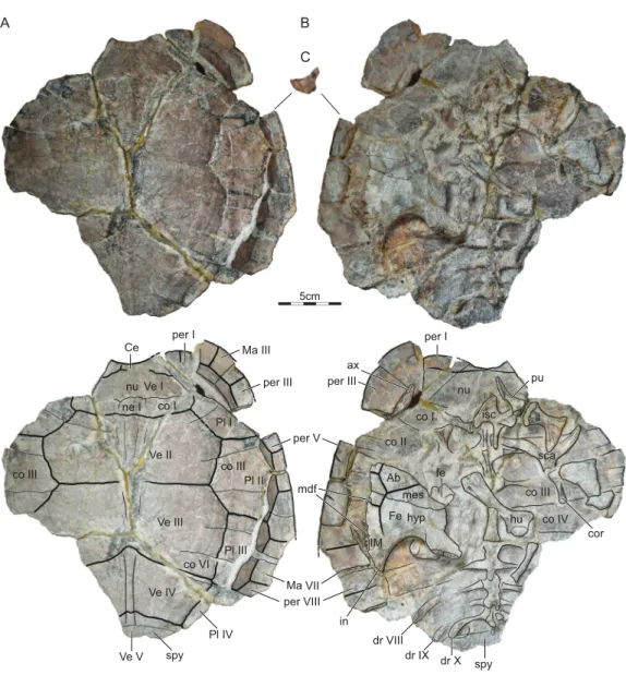 Figure 3 ISI R176, Indochelys spatulata, Telangana, India, Kota Formation, Early–Middle Jurassic.
