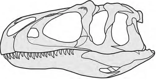 Figure 6 Reconstruction of the skull of Allosaurus, based on MOR 693 (A. jimmadseni). Note that the jugal participates in the antorbital fenestra, and that the lacrimal overlaps the posterior margin of the