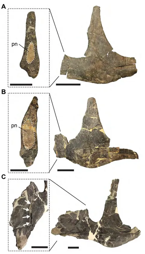 Figure 4 Jugal pneumatisation in Allosaurus fragilis. (A) Left jugal UMNH VP 8973 in lateral view and with close-up on broken anterior process, revealing pneumatic recess