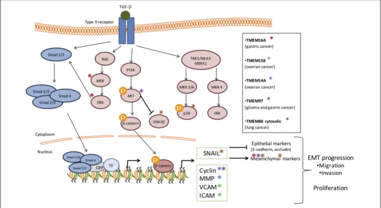 FIGURE 1 | Schematic representation of the involvement of several TMEMs in tumor growth through the TGF- β signaling pathway