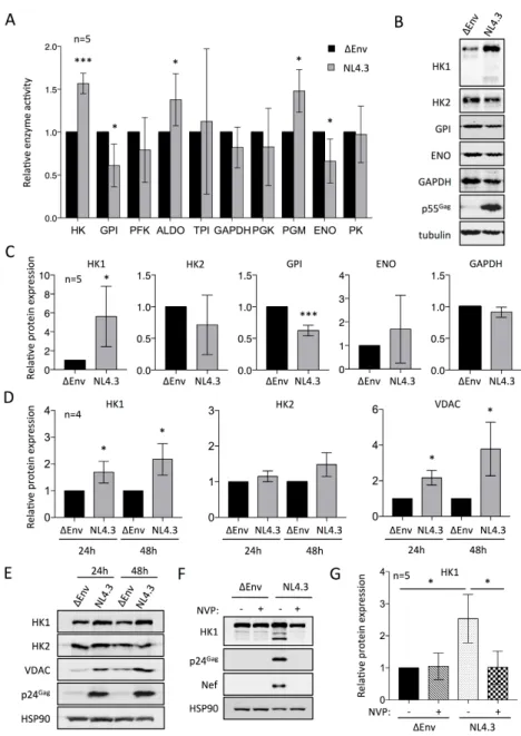 Figure 4. Relative enzymatic activity and expression levels of glycolytic factors in uninfected and  HIV-1 infected CD4+ T cells