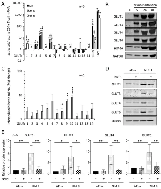Figure 1. Multiple GLUT proteins are expressed in activated human CD4+ T cells and upregulated in  response to infection with HIV-1
