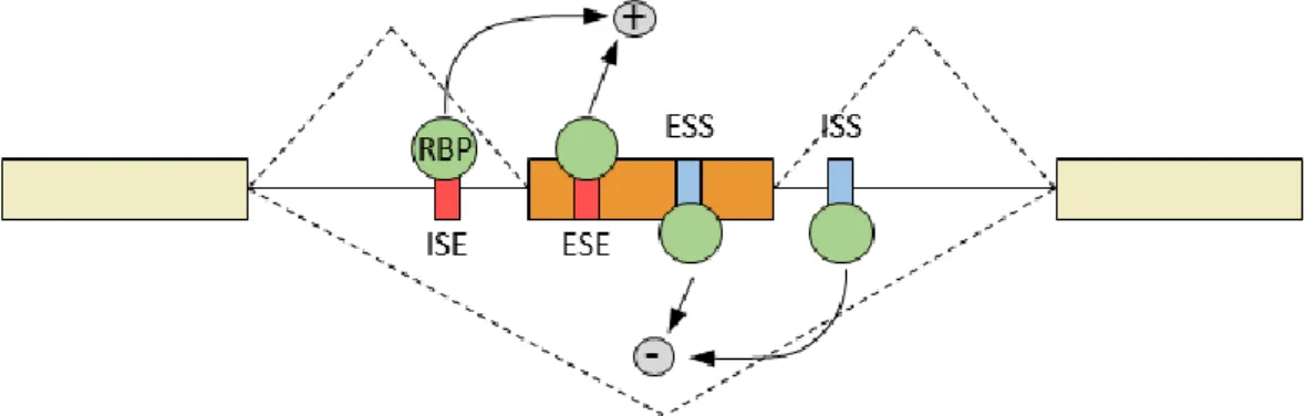 Figure 15: Schematic model of splicing regulation through RBPs. Abbreviations: RNA-binding  proteins (RBPs); exonic splicing enhancer (ESE); exonic splicing silencer (ESS); intronic splicing  enhancer (ISE); intronic splicing silencer (ISS)