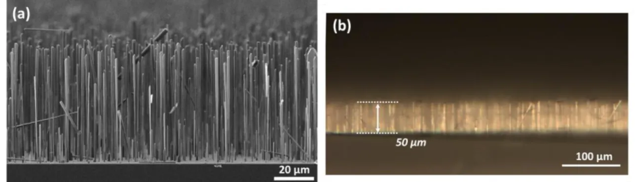 Figure 2.10: SEM image showing the cross-section of InGaN/GaN core-shell wires with growth time of n- n-GaN = 600 s and u-n-GaN = 400 s  (#T2394).