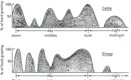 Figure 3.  1 : Distribution du pâturage lors de la journée chez le  mouton par rapport au bovin (selon Fraser,  1990)