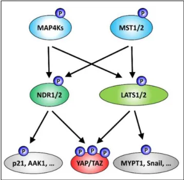 Figure 9 - New members in the Hippo signaling pathway: the STK38/STK38L kinases. 