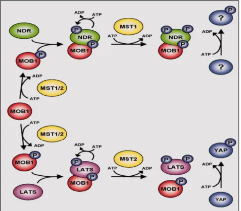 Figure 12 - Current model of STK38 family kinase activation by MST kinases and MOB1 proteins