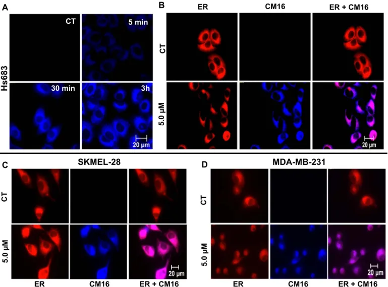 Fig. 4. CM16 cellular penetration and distribution in the ER and protein synthesis inhibition A: CM16 ﬂuorescence properties allow its visualization in blue color (ﬁlter ex/em: 359–371/397 nm) in Hs683 cells over time after 5 µM treatment