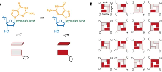 Figure 6. (A) anti/syn configuration of the glycosidic bond: grey = anti and red = syn; this color-code is  adopted through all this work