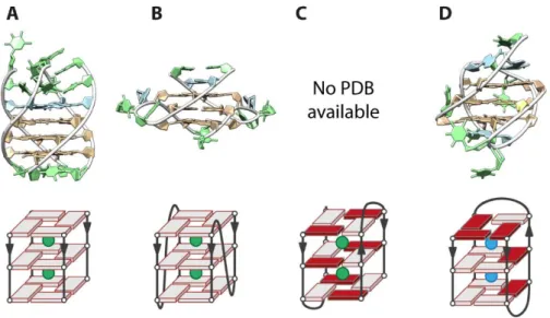 Figure  14. Structures of tetra-  and bimolecular G-quadruplexes formed by the human telomeric  sequence obtained in K +  (green balls in the schematic view) or Na +  (blue balls in the schematic view)  solutions from NMR or X-ray