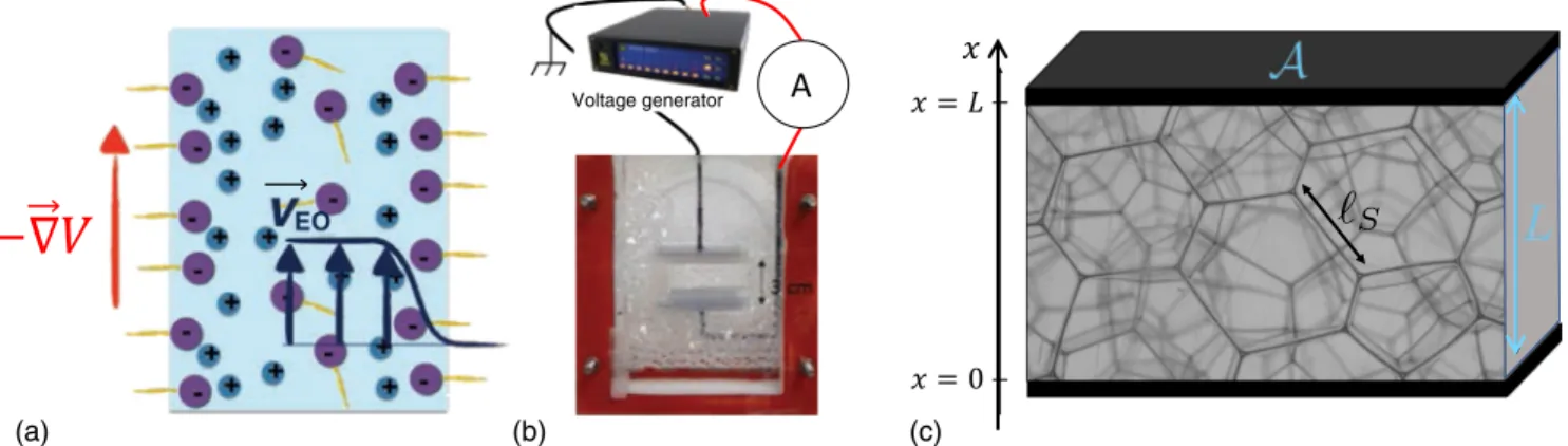 FIG. 1. (a) Scheme of electro-osmotic flow that takes place in a foam film. (b) Experimental setup allowing the study of electrokinetic transport in a macroscopic foam