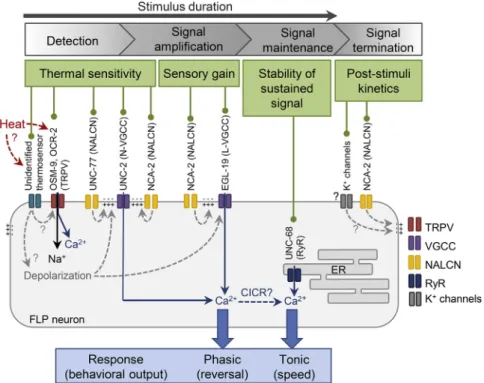 Figure 7. Hypothetical Model of Ion Chan- Chan-nel Functions in FLP