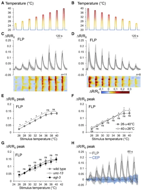 Figure 2. Calcium Increase in FLP Is Propor- Propor-tional to the Thermal Stimulus Intensity (A and B) Stimulation protocols with successive  30-s heat 30-stimuli of increa30-sing/decrea30-sing inten30-sitie30-s between 26  C and 40  C and inter-stimulus i