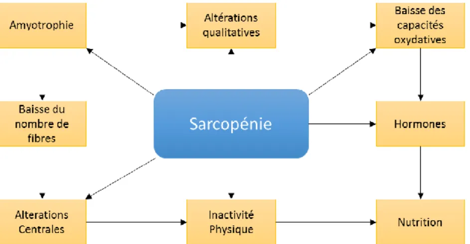 Figure 8: Mécanismes liés au vieillissement qui conduisent à la sarcopénie   (d'après Porter et al., 1995)