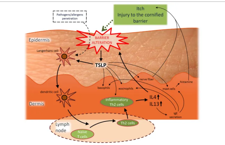 FiGURe 1 | Hypothetic simplified representation of the pivotal role played by thymic stromal lymphopoietin (TSLP) in the pathogenesis of acute atopic dermatitis  (AD) and the interplay between barrier alterations and Th2 immune dysregulation