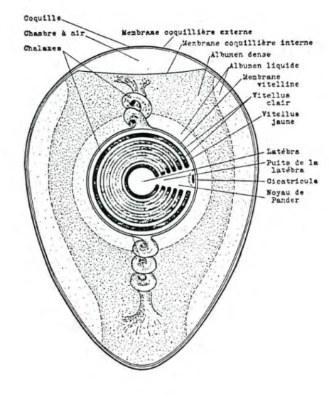 Fig.  6.  :  OEUF  DE  POULE 