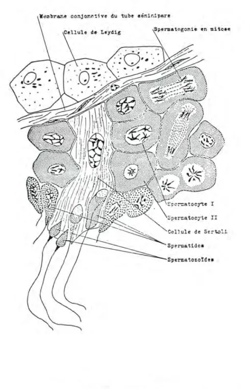 Fig.  7.:  TUBE  SEMINIPARE 