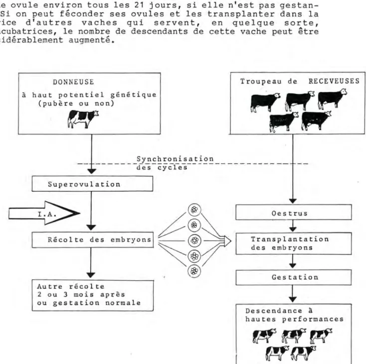 Fig.  11.  :  SCHEMA  DE  L'UTILISATION  DE  LA  TRANSPLANTATION  OVULAIRE  (d'apres  K.N
