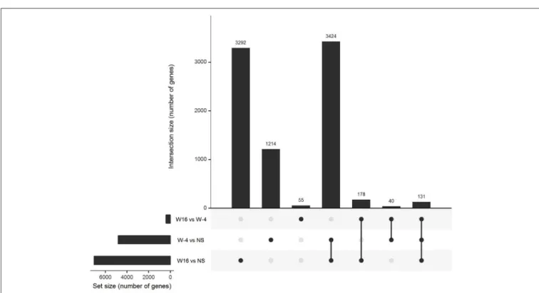 FIGURE 3 | Gene expression in stimulated PBMC. Upset diagram of the genes differentially expressed in PBMC after 20 h of stimulation with 15 mers at week-4 (baseline) and week 16 in comparison of unstimulated cells and between week-4 and week 16.