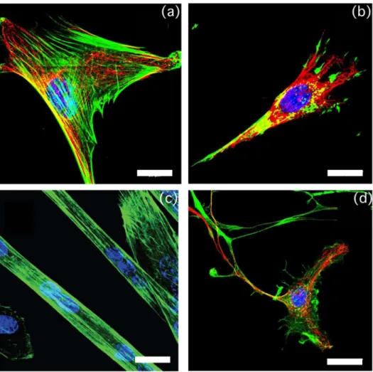 FIG. 1. Fluorescence images of C2C12 myoblast cells [(a), (b), and (d)] and C2C12 myotubes (c) showing their nuclei (DAPI blue), actin ﬁ laments ( phalloi din Alexa Fluor 488 green), and microtubules (β tubulin Cy3 conjugate red)