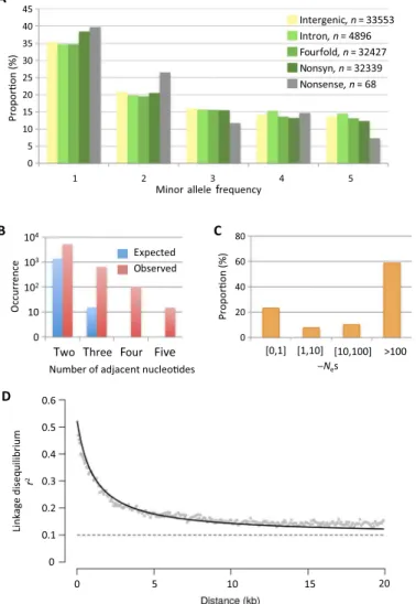 Fig. 1. Polymorphism features on 18 standard chromosomes. (A) Site fre- fre-quency spectrum of total SNPs
