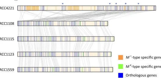 Fig. 3. Genetic structure of the two candidate MAT loci on chromosome 2 in O. tauri . (A) Genes are indicated by vertical lines