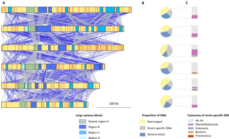 Fig. 4. Chromosome 19 sequence conservation in six O. tauri strains. (A) Large synteny blocks along chromosome 19 are represented as rectangles (fig