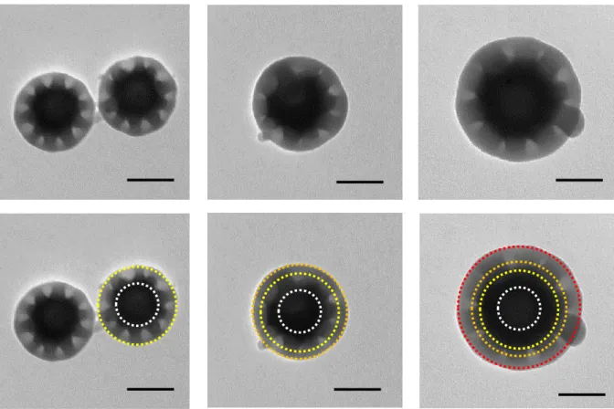 Figure  2.  TEM  images  of  silica  particles  with  12  dimples  obtained  after  the  addition  of: 