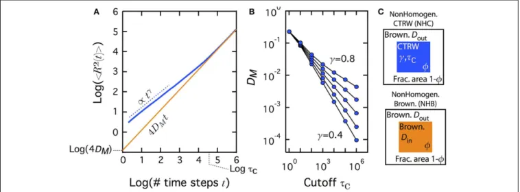 FIGURE 1 | Transient subdiffusion (CTRW) turns Brownian at times longer than the cutoff τ C 