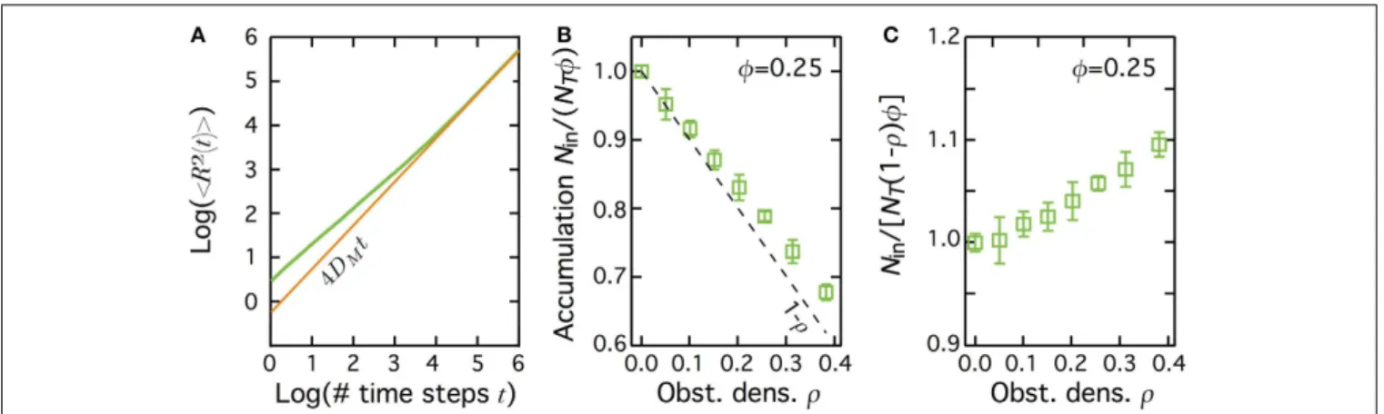 FIGURE 5 | Diffusion hindering by obstacles leads to depletion of the molecules in the patch at equilibrium