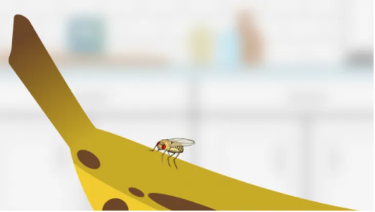 Figure 1 The vinegar ﬂy (D. melanogaster), here depicted sitting on a ripe banana in a kitchen, is a human commensal (Lachaise et al