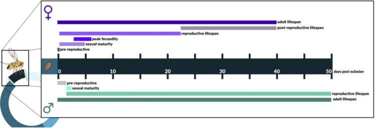 Figure 3 The adult life history of D. melanogaster. The ﬁ gure gives (very approximate) timelines for the major life-history events and stages, including reproductive maturation, reproductive activity, and the overall life span of female and male ﬂ ies