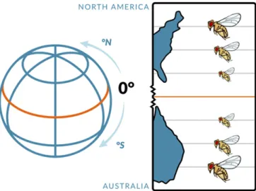 Figure 4 Latitudinal life-history clines in D. melanogaster. On multiple continents and subcontinents, spanning temperate to subtropical/tropical regions, ﬂy populations exhibit major differences in ﬁtness components across latitudes