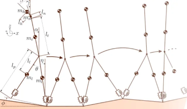 Figure 11 illustrates our mechanical model. It operates in the sagittal plane. It is made of five articulated rigid bodies: two bodies for the (knee-free) legs, one body for the torso, one for the neck and one for the head