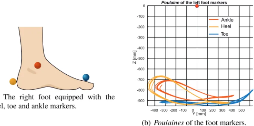 Fig. 8 Illustration of the right foot equipped with the heel, toe and ankle markers and Poulaines of those markers along 88 8 steps