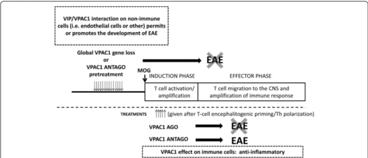 Fig. 7 Scheme suggesting potential roles of VPAC1 on EAE. Upon MOG administration, EAE has two phases: the induction or priming phase and the effector phase