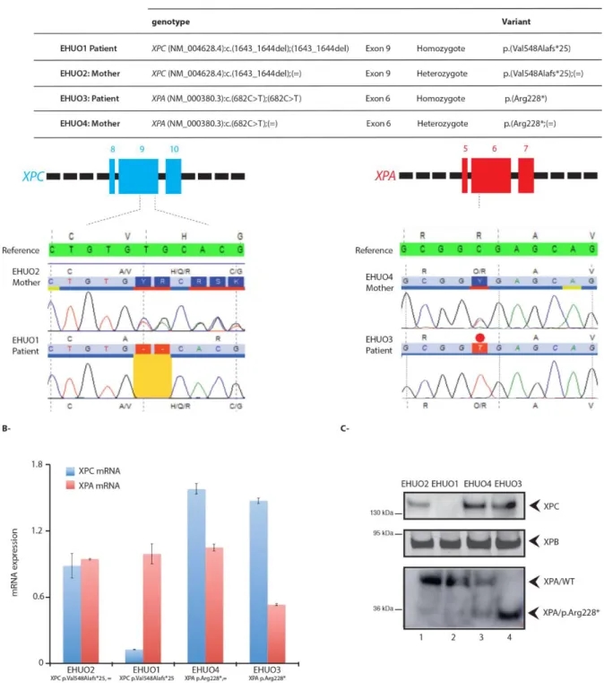 Figure 2: Mutations on XPC and XPA identified for the XP patients and occurrence on the related transcripts and proteins (A) Sequence  of XPC in genomic DNA from fibroblasts derived from EHUO1 patient and EHUO2 mother and of XPA in genomic DNA from fibrobl