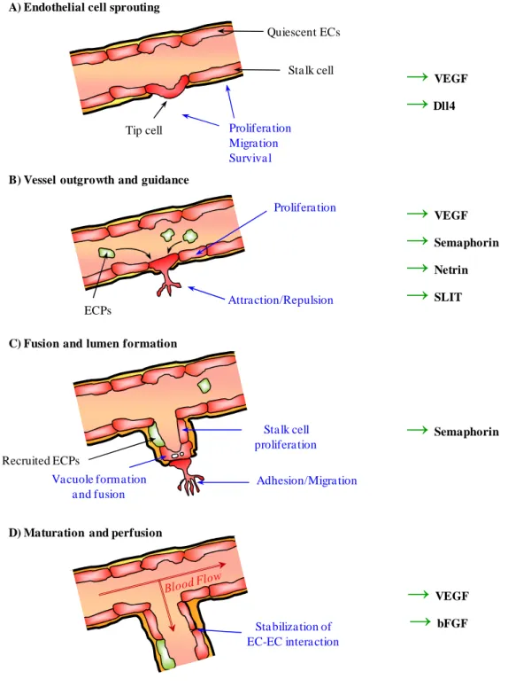Figure 1. Main steps of physiological  angiogenesis.