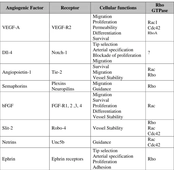 Table 1. Function of the main angiogenic factors in angiogenesis. 