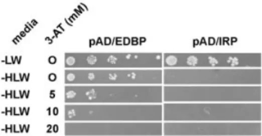 Figure 3. EDEN-BP dimerises in a yeast two-hybrid assay. HF7c cells that had been transformed by pGBT9/EDEN-BP (DNA-binding  domain/EDEN-BP fusion protein) were subsequently transformed with either  pAD/EDEN-BP (activating domain/EDEN-pAD/EDEN-BP fusion pr