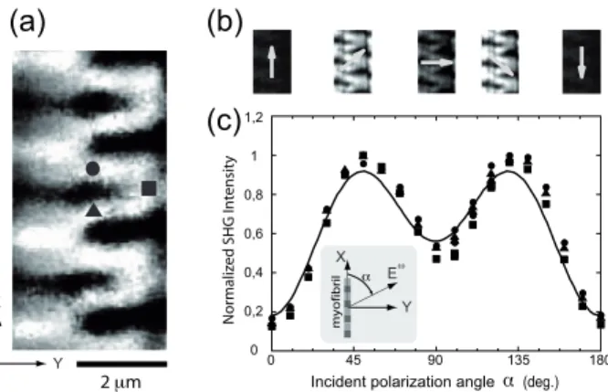 Fig. 6. Polarization dependence study of the SHG signal in regions with pitchfork-like structures