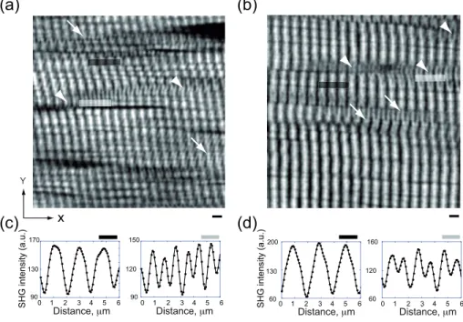 Fig. 2. Typical SHG images and intensity profiles from adult gastrocnemius muscles. (a) Optical sections illustrating SHG images from xenopus (a) and rat (b) muscles