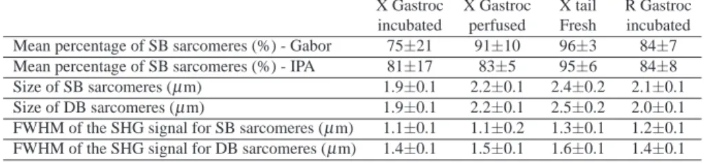 Table 1. Quantification of sarcomeric SHG patterns in xenopus and rat muscles. The first two lines represent the mean percentage and standard deviation ( ± SD) of single-band (SB) sarcomeres from xenopus gastrocnemius (X Gastroc), xenopus tail (X tail) and