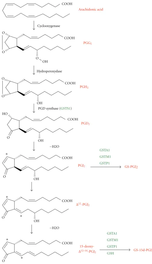 Figure 1: The prostaglandin biosynthetic pathway (adapted from [1]) 15-deoxyΔ 12−14 -PGJ 2 is a metabolite derived from arachidonic acid