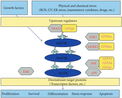 Figure 2: Scheme of the various interactions between GSTs and MAPK implicated in stress-signaling pathway (adapted from [17])
