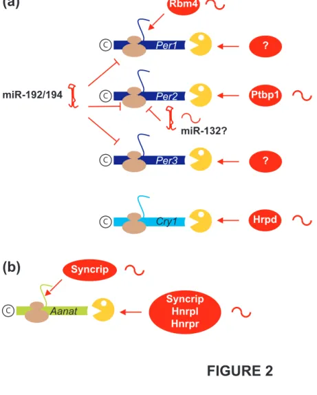 FIGURE 2 Ptbp1Rbm4miR-132?miR-192/194?CPer1CPer2?CPer3CCry1HrpdSyncripSyncripHnrplHnrprCAanat(a)(b)