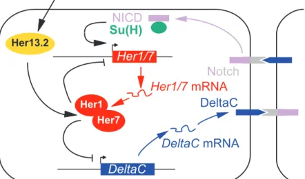 FIGURE OF BOX 2Su(H)NICDHer1/7  mRNADeltaC  mRNA DeltaCHer1/7DeltaCHer1Her7NotchHer13.2FGF signalling