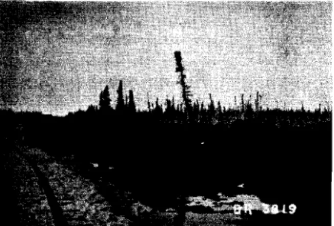 Fig. 21 Massive ice in iron ore deposit at Knob Lake, P.Q. on August 14, 1955.