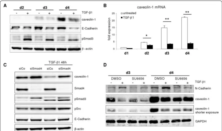 Figure 6 Effects of TGF-β1 on caveolin-1 induction. (A) TGF-β1 treated hepatocytes display attenuated caveolin-1 protein upregulation