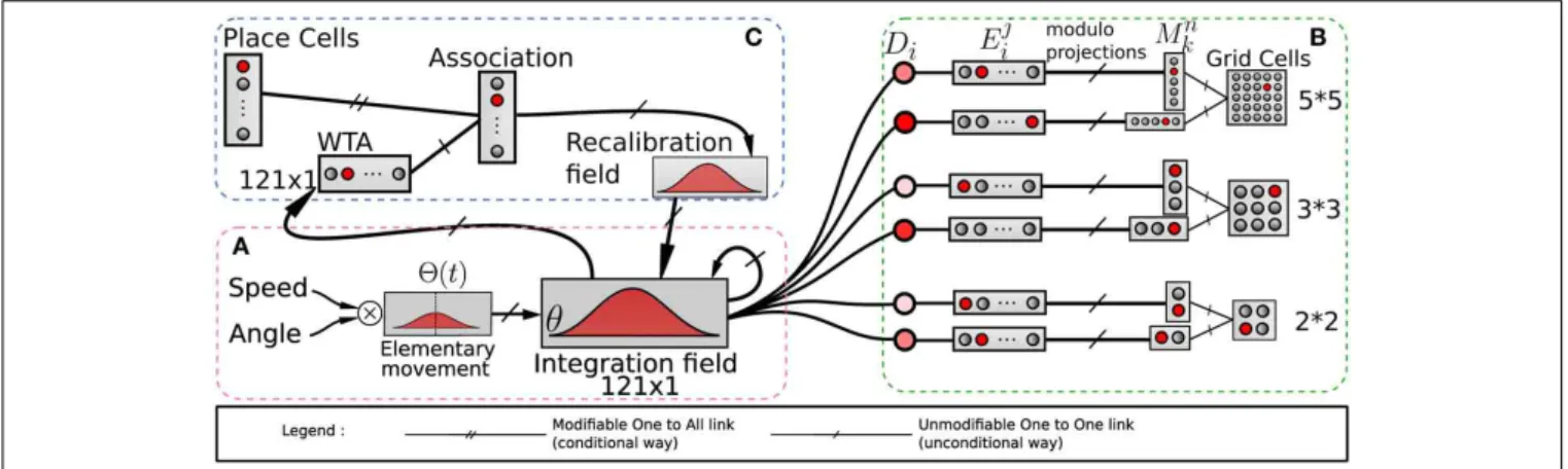FIGURE 2 | Model of grid cells from path integration. (A) Linear speed and absolute orientation can be used to characterize movement unit and so generate global path integration on a neural ﬁeld